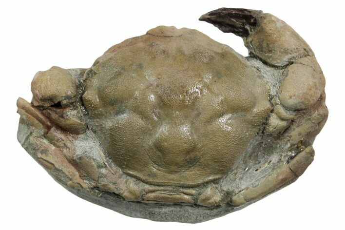Eocene Fossil Crab (Pulalius) - Washington State #354975